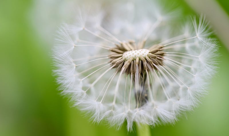 Enchanted Seeds